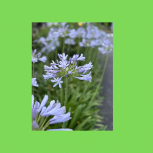 Untitled-design-115 吉祥幸座.10