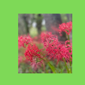 Untitled-design-131 吉祥幸座11
