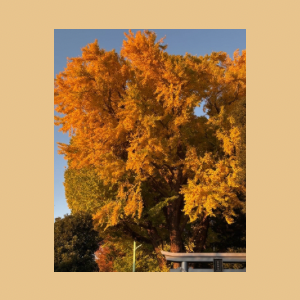 Untitled-design-14 恩田幸座.9