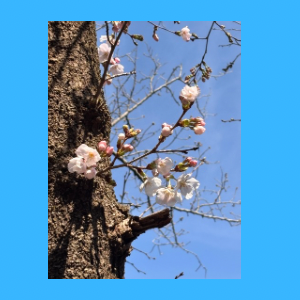 Untitled-design-20 めだか幸座.2