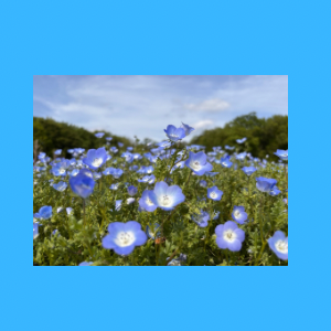 Untitled-design-232 めだか幸座.3