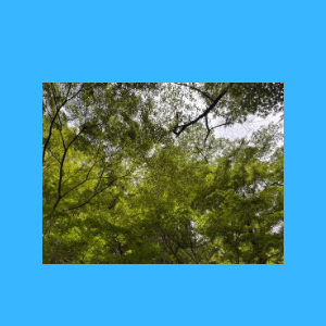 Untitled-design-21 めだか幸座.4
