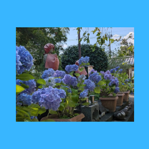 Untitled-design-22 めだか幸座.5