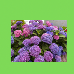 Untitled-design-258 吉祥幸座.20
