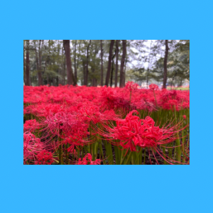 Untitled-design-25 めだか幸座.7